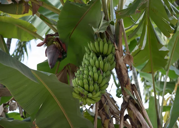 Kwatera prywatna Chansor 18 By Siem Reap Homesteading *