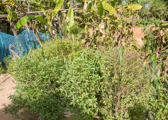 Chansor 18 By Siem Reap Homesteading Phumi Trach Pok
